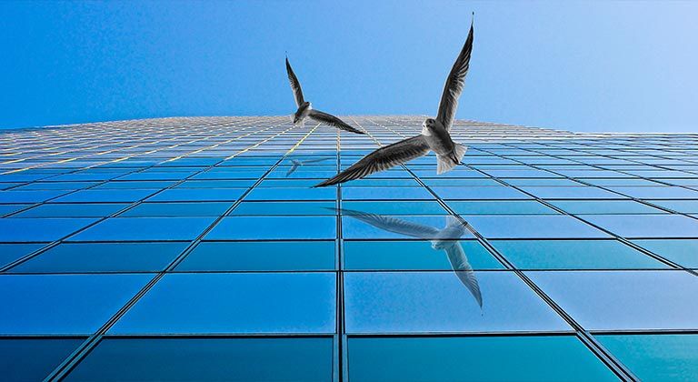 6 Bird-Safe Architectural Glass Options